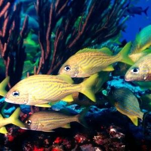 Meet your Posher, Ann